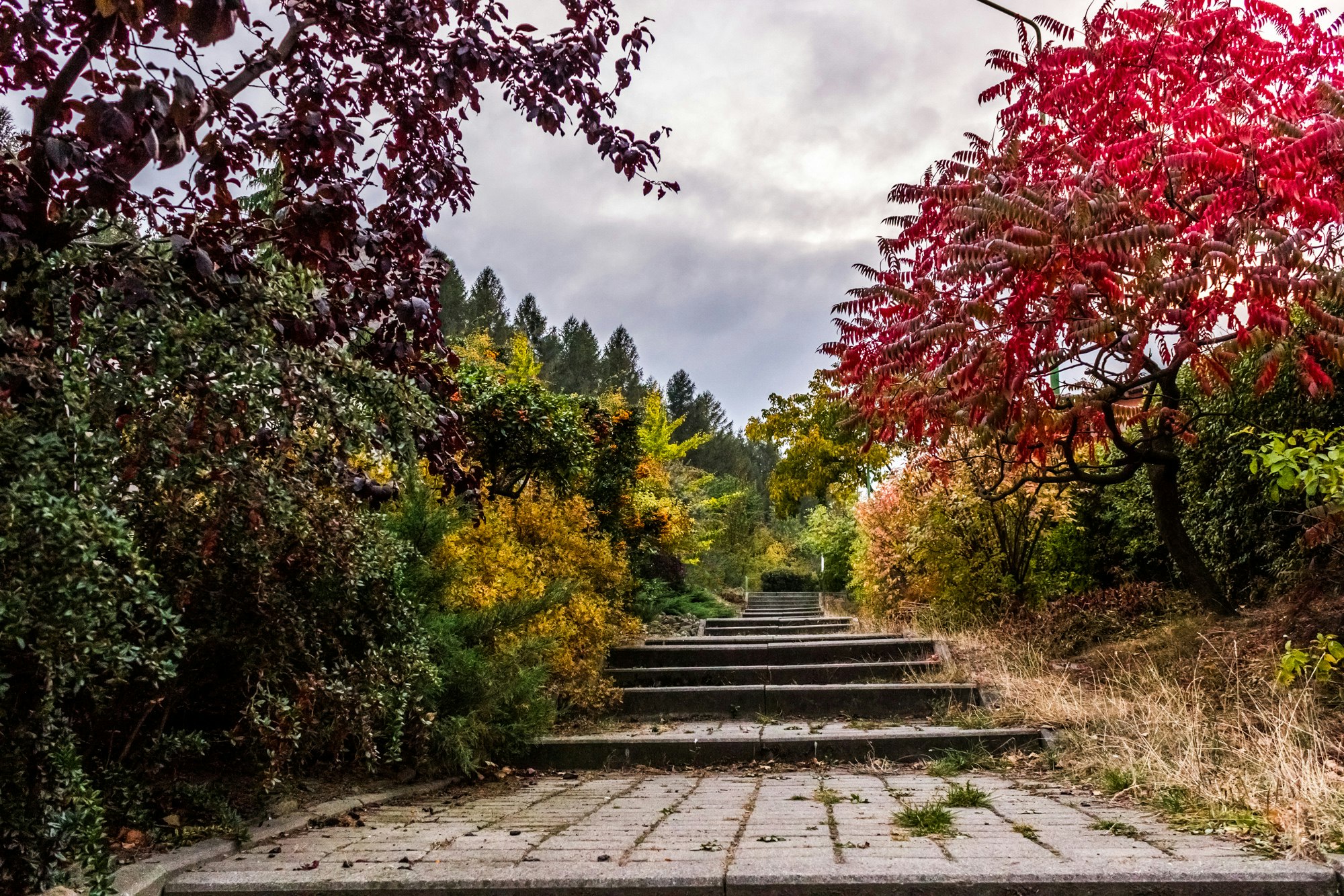 gray concrete stair in between forest